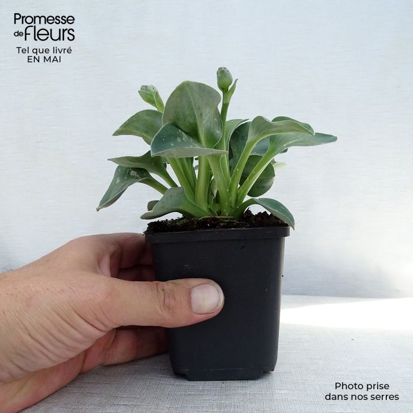 Exemplaar van Hosta Blue Mouse Ears - Hartlelie Kweekpotje van 8/9 cm zoals geleverd in de lente