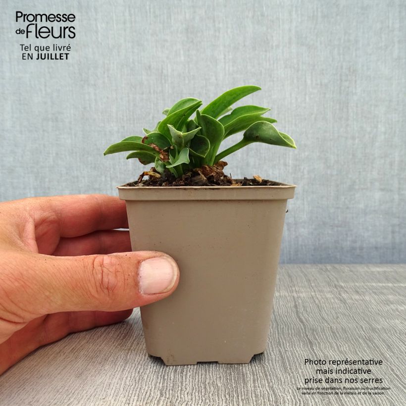 Exemplaar van Hosta Blue Mouse Ears - Hartlelie Kweekpotje van 8/9 cm zoals geleverd in de zomer
