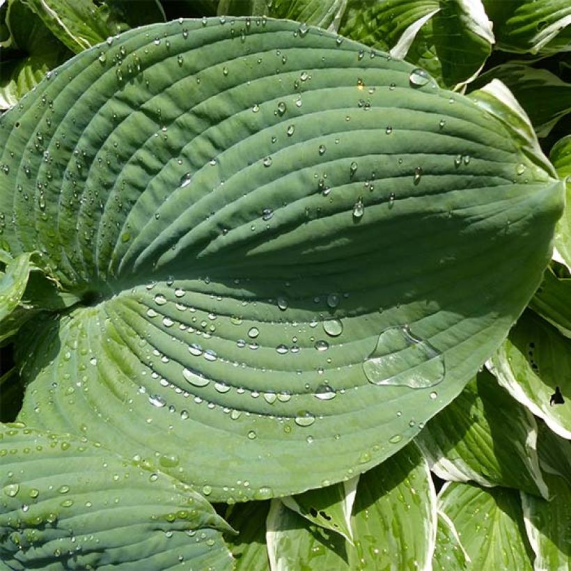 Hosta Blue Umbrellas - Hartlelie (Blad)