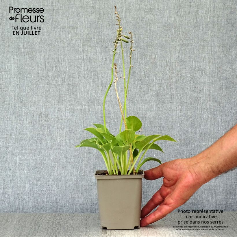 Exemplaar van Hosta Blue Umbrellas - Hartlelie Kweekpotje van 8/9 cm zoals geleverd in de zomer