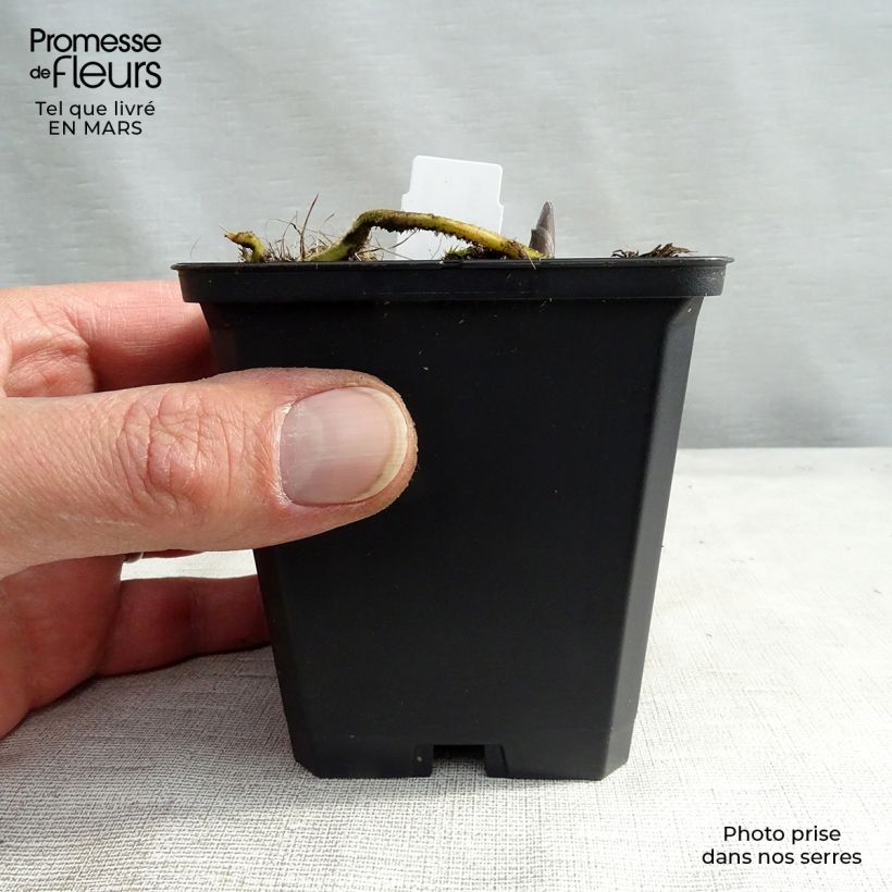 Exemplaar van Hosta Blue Umbrellas - Hartlelie Kweekpotje van 8/9 cm zoals geleverd in de lente