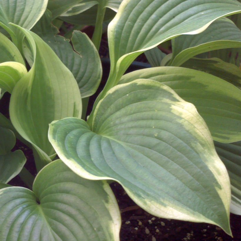 Hosta Bridal Falls - Hartlelie (Blad)