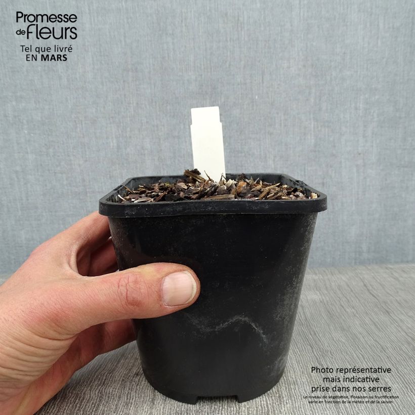 Example of Hosta Broadway Pot van 1,5 l/2 l as you get in hiver