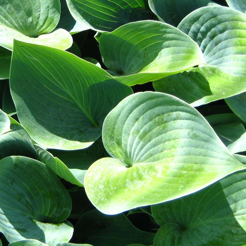 Hosta Canadian Blue - Hartlelie (Foliage)