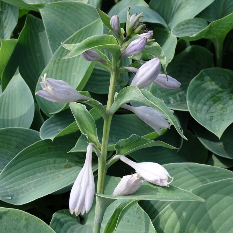 Hosta Canadian Blue - Hartlelie (Flowering)
