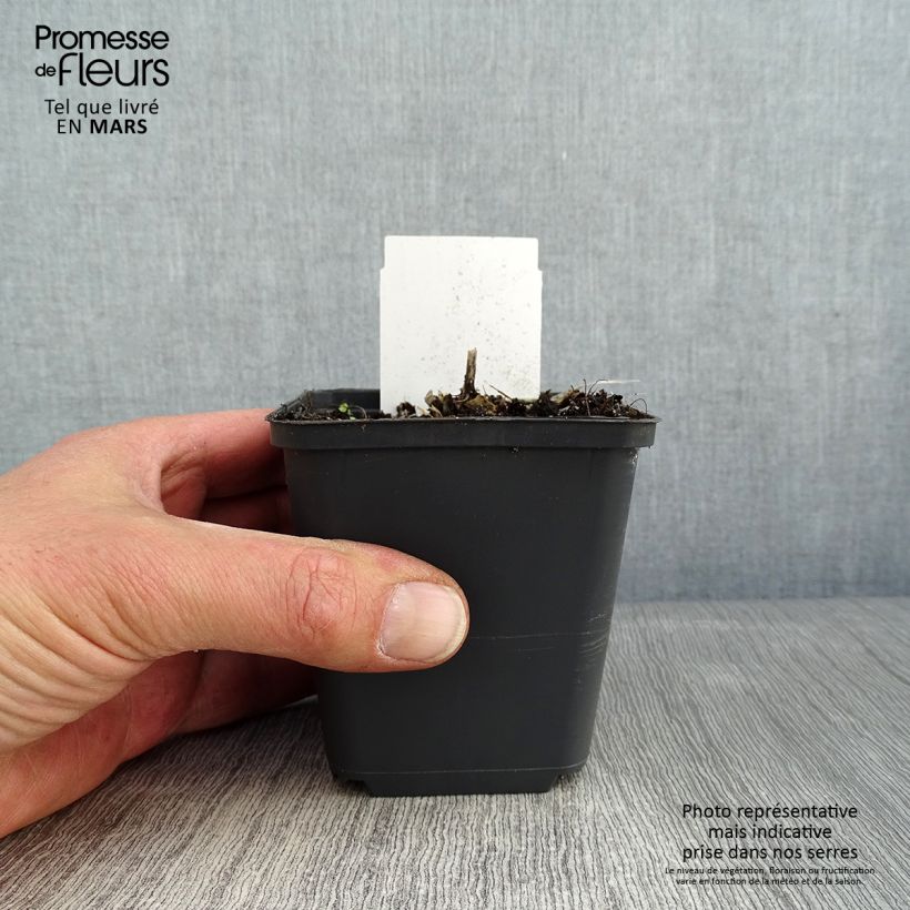 Example of Hosta Canadian Blue Kweekpotje van 8/9 cm as you get in hiver