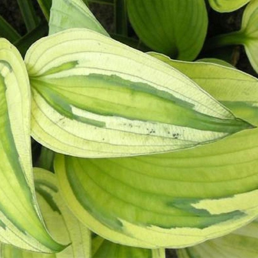 Hosta Captain's Adventure - Hartlelie (Blad)