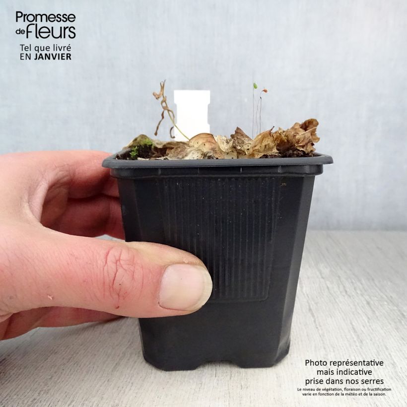 Example of Hosta Carnival Kweekpotje van 8/9 cm as you get in hiver