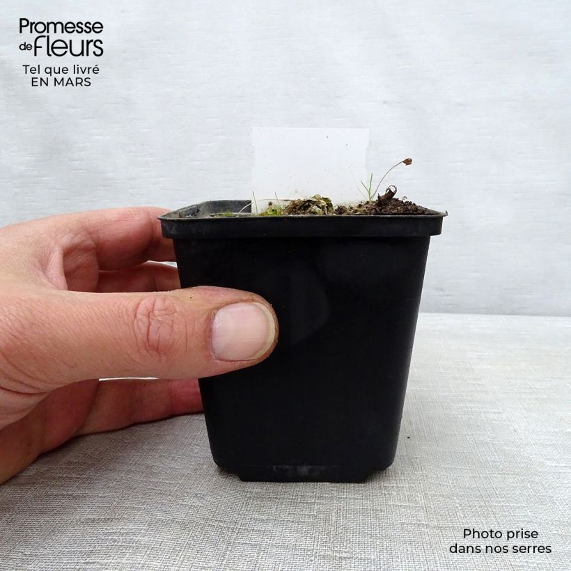 Exemplaar van Hosta Carnival - Hartlelie Kweekpotje van 8/9 cm zoals geleverd in de lente