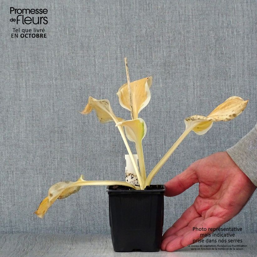 Exemplaar van Hosta Carnival - Hartlelie Kweekpotje van 8/9 cm zoals geleverd in de herfst