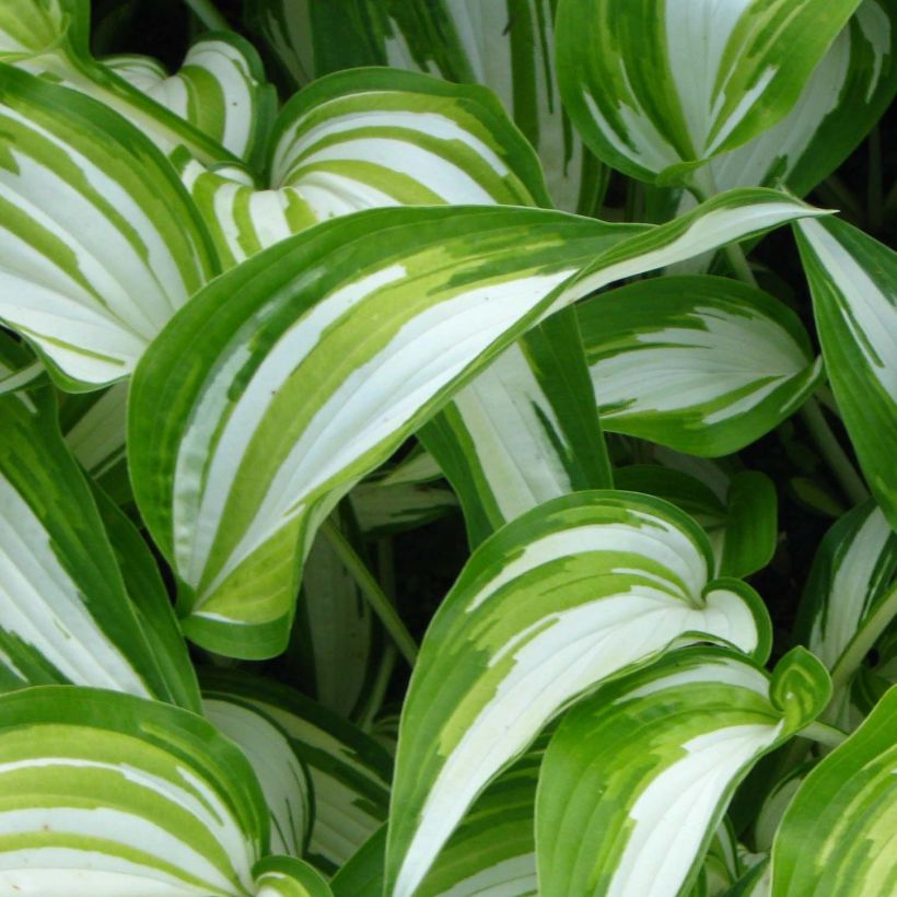 Hosta Cascades - Hartlelie (Blad)