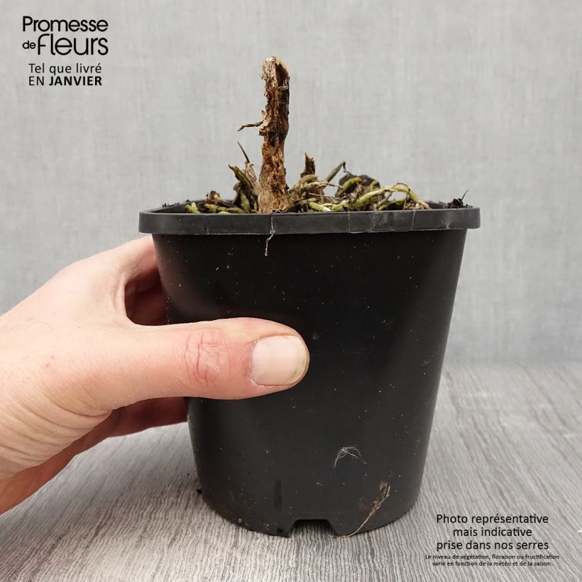 Exemplaar van Hosta Cathedral Windows - Hartlelie Pot van 1,5 l/2 l zoals geleverd in de winter