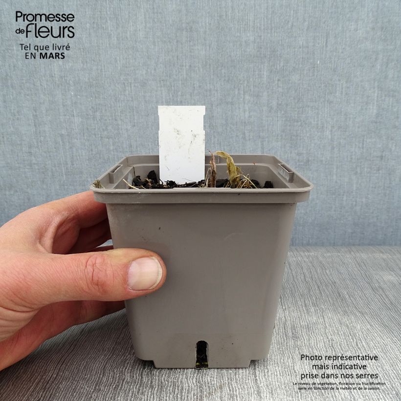 Example of Hosta Center Of Attention Pot van 1 l/1,5 l as you get in hiver