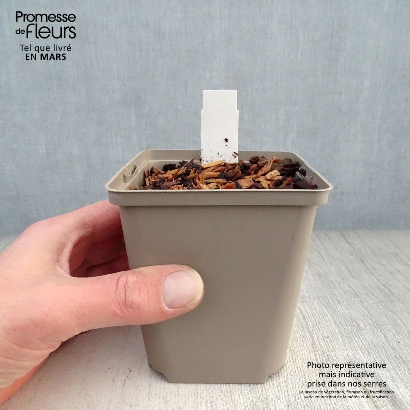 Exemplaar van Hosta Cherry Berry - Hartlelie Kweekpotje van 8/9 cm zoals geleverd in de lente