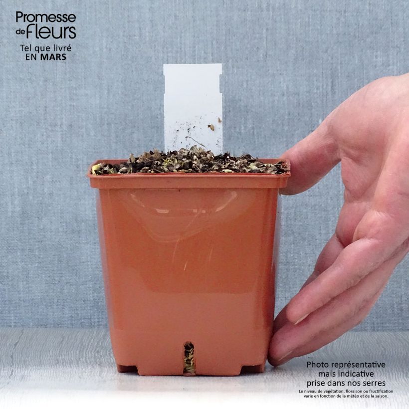 Exemplaar van Hosta Christmas Tree - Hartlelie Pot van 1 l/1,5 l zoals geleverd in de lente