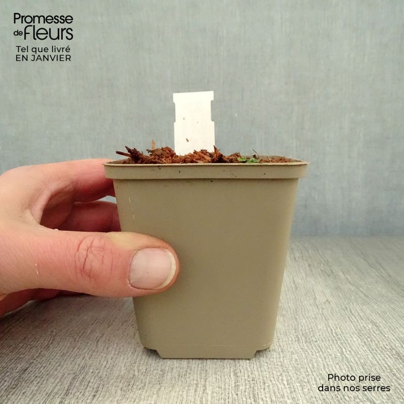 Example of Hosta Clifford's Forest Fire Kweekpotje van 8/9 cm as you get in hiver