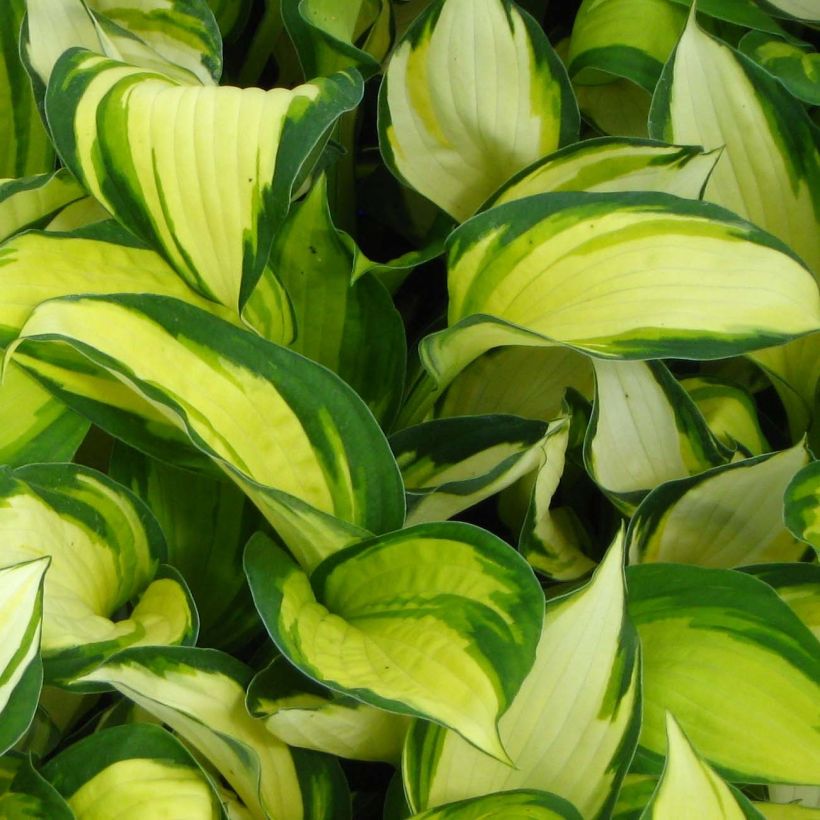 Hosta Color Festival - Hartlelie (Foliage)
