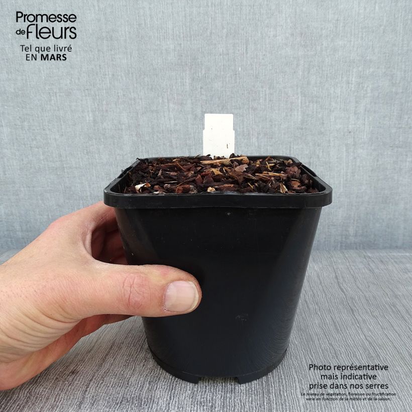 Example of Hosta Color Festival - Hartlelie Pot van 1,5 l/2 l as you get in hiver