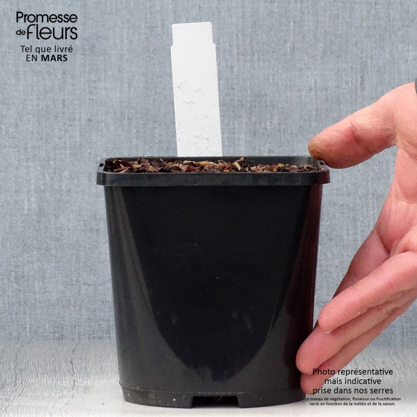 Exemplaar van Hosta Color Festival - Hartlelie Pot van 1,5 l/2 l zoals geleverd in de lente