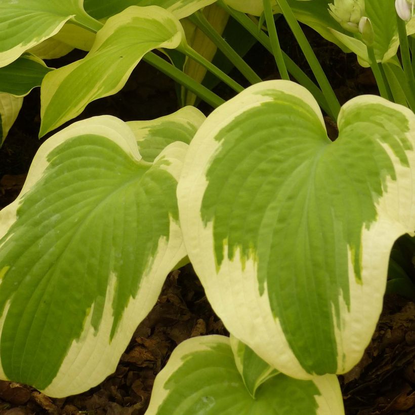 Hosta Delta Dawn - Hartlelie (Foliage)