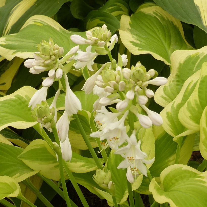 Hosta Delta Dawn - Hartlelie (Flowering)