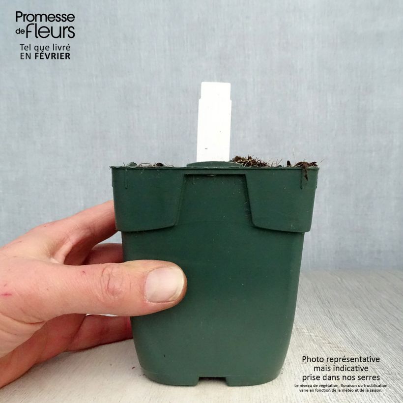 Example of Hosta Delta Dawn Kweekpotje van 8/9 cm as you get in hiver