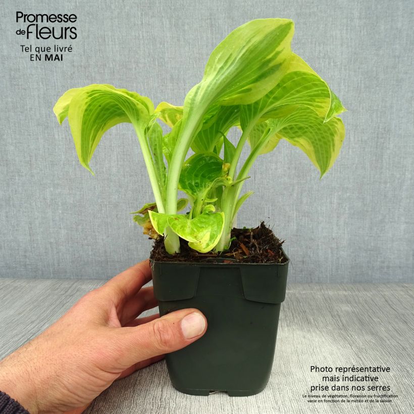 Exemplaar van Hosta Delta Dawn - Hartlelie Kweekpotje van 8/9 cm zoals geleverd in de lente