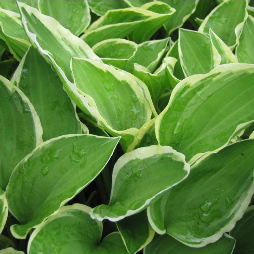 Hosta Diamond Tiara - Hartlelie (Foliage)