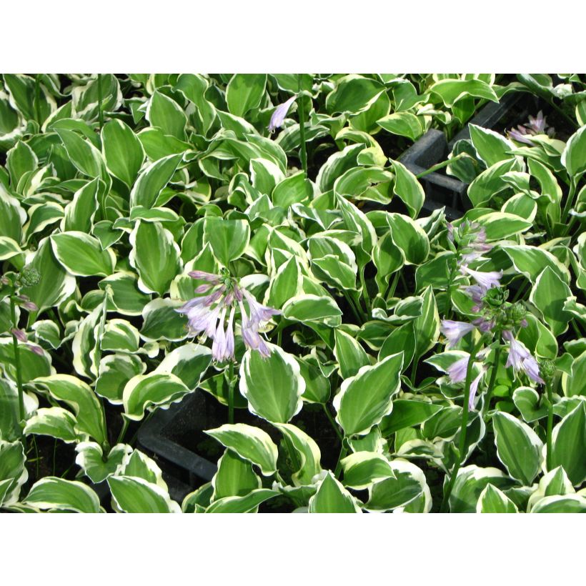 Hosta Diamond Tiara - Hartlelie (Flowering)