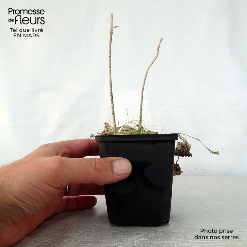 Exemplaar van Hosta Diamond Tiara - Hartlelie Kweekpotje van 8/9 cm zoals geleverd in de lente