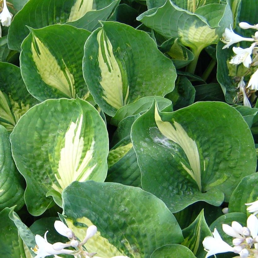 Hosta Dream Queen - Hartlelie (Foliage)