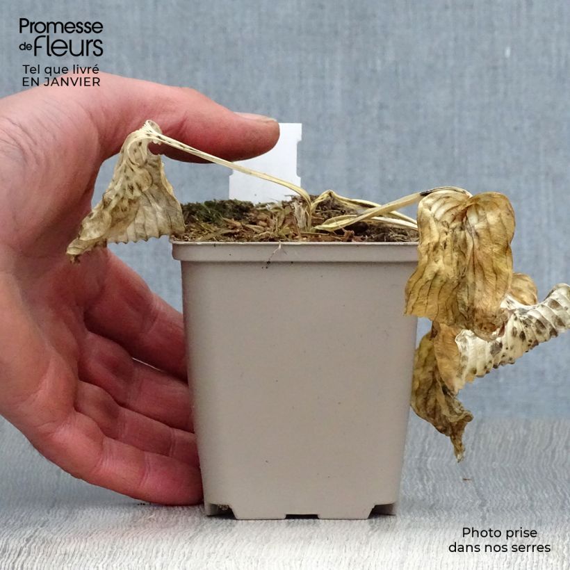 Example of Hosta Dream Queen Kweekpotje van 8/9 cm as you get in hiver