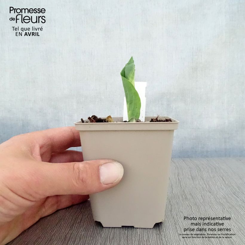 Exemplaar van Hosta Dream Queen - Hartlelie Kweekpotje van 8/9 cm zoals geleverd in de lente