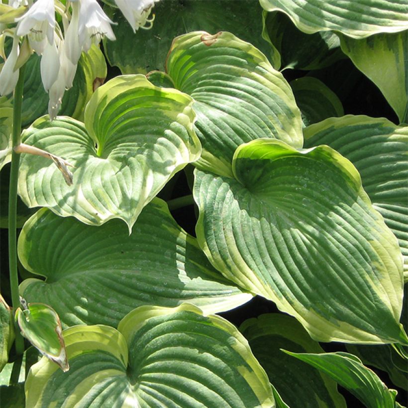 Hosta Earth Angel - Hartlelie (Foliage)