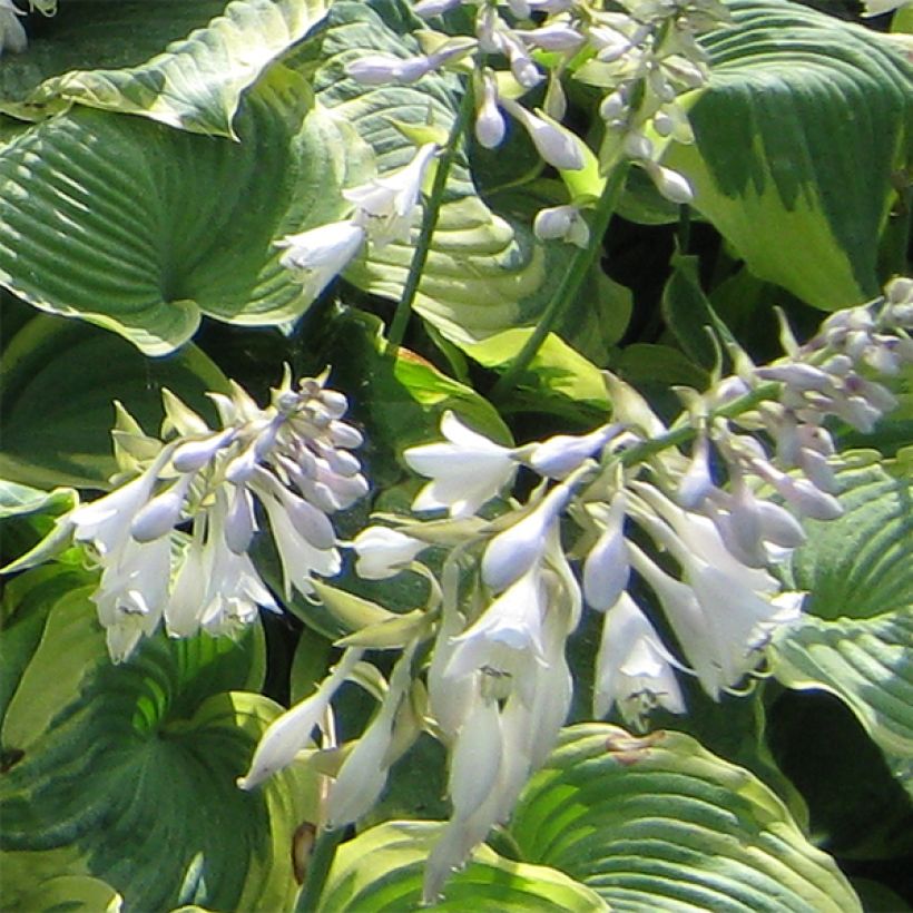 Hosta Earth Angel - Hartlelie (Flowering)
