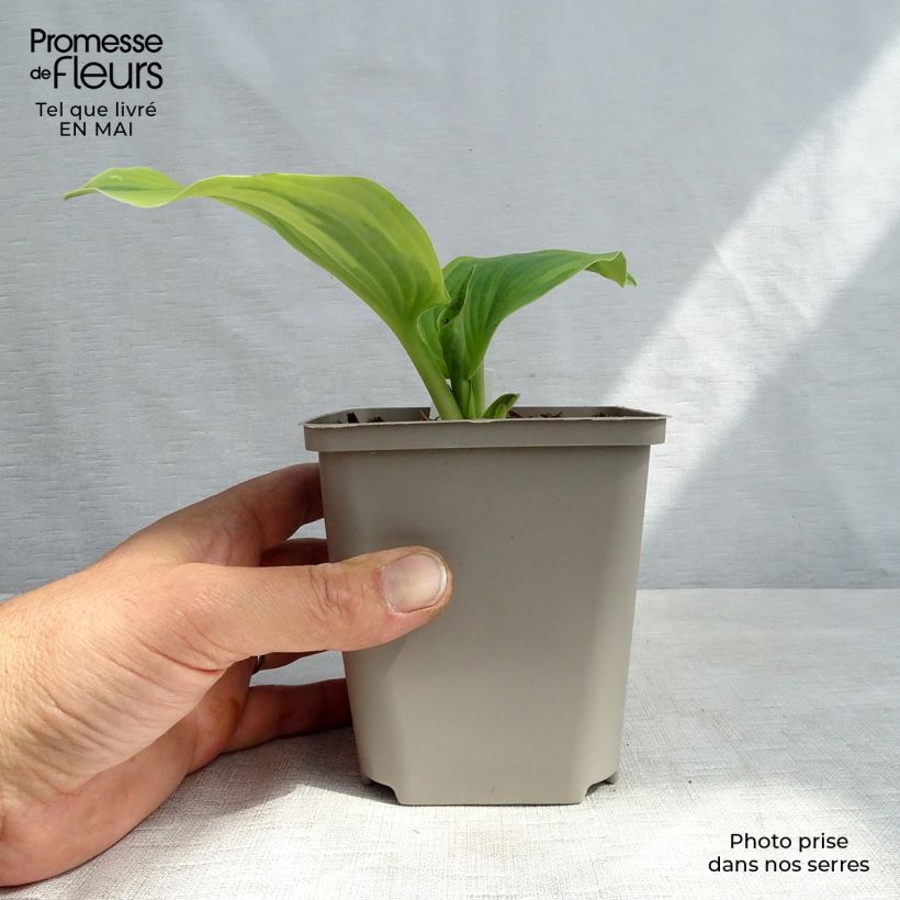 Exemplaar van Hosta Earth Angel - Hartlelie Kweekpotje van 8/9 cm zoals geleverd in de lente