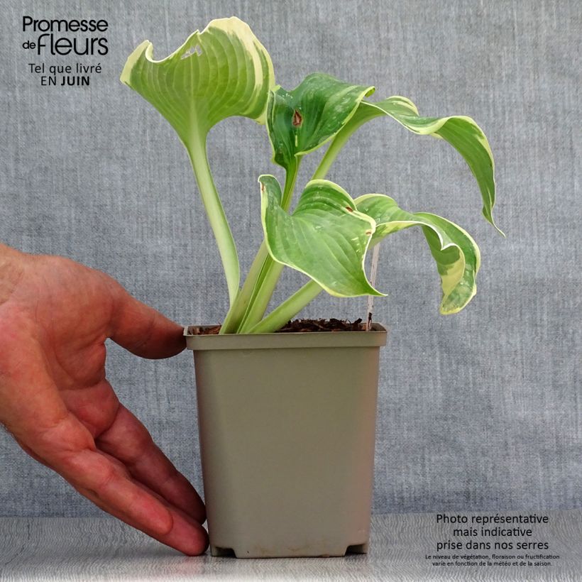 Exemplaar van Hosta Earth Angel - Hartlelie Kweekpotje van 8/9 cm zoals geleverd in de zomer