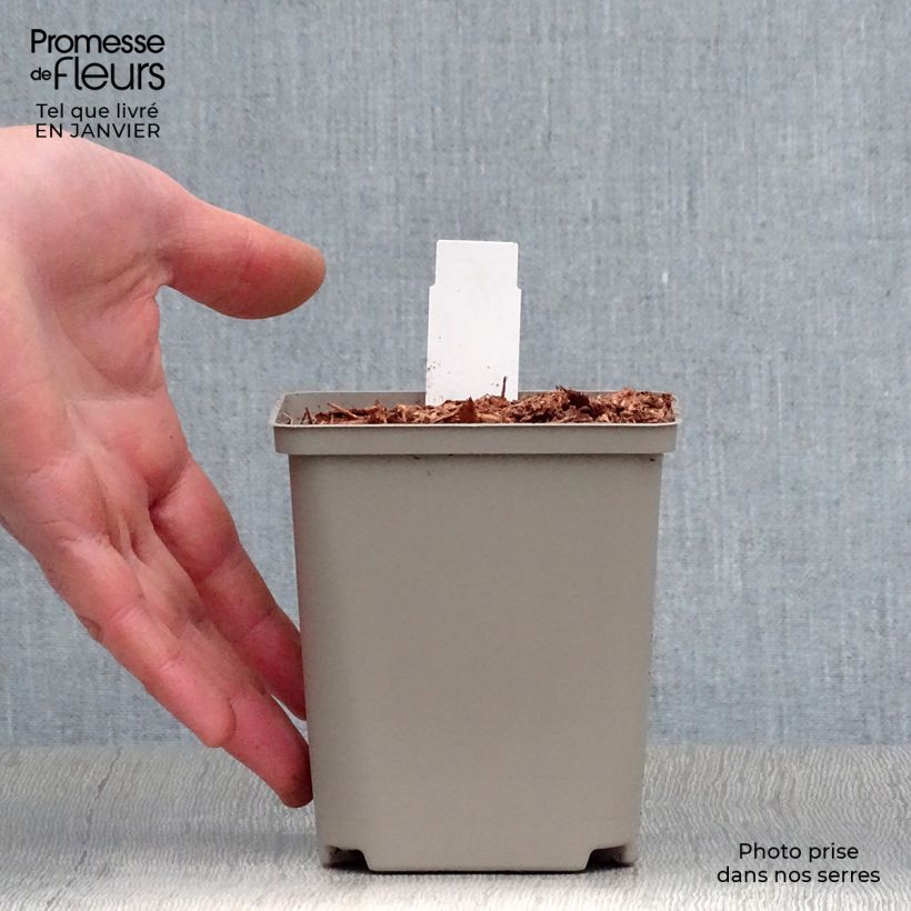 Example of Hosta Earth Angel - Hartlelie Kweekpotje van 8/9 cm as you get in hiver