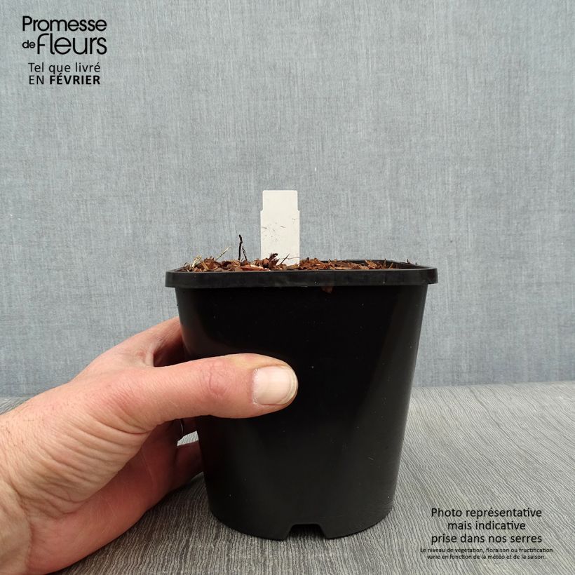 Example of Hosta Electrocution Pot van 1,5 l/2 l as you get in hiver