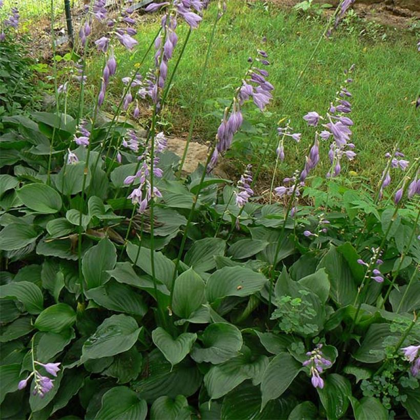 Hosta Elisabeth - Hartlelie (Blad)