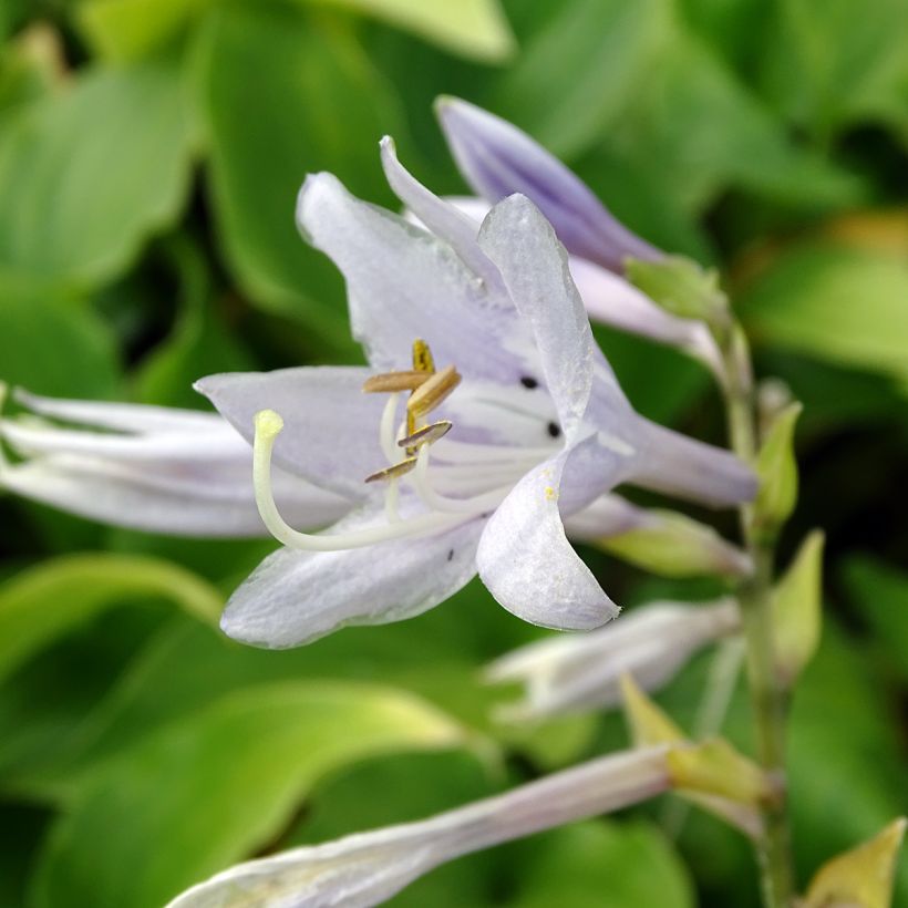 Hosta Elisabeth - Hartlelie (Bloei)
