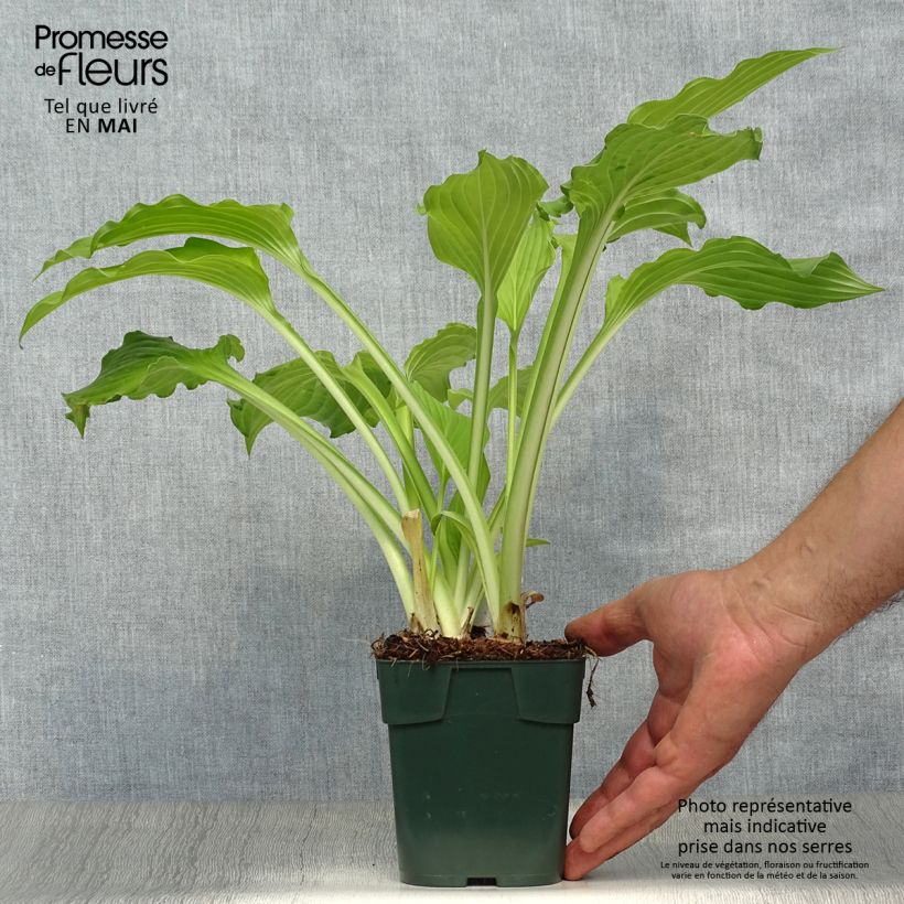 Exemplaar van Hosta Elisabeth - Hartlelie Kweekpotje van 8/9 cm zoals geleverd in de lente