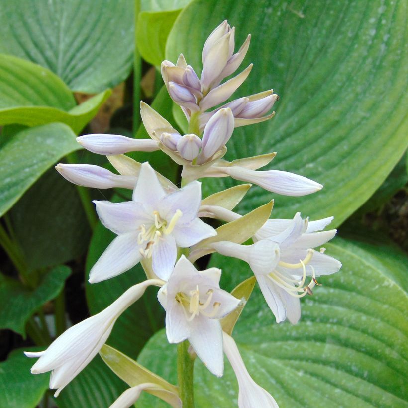 Hosta Empress Wu - Hartlelie (Flowering)
