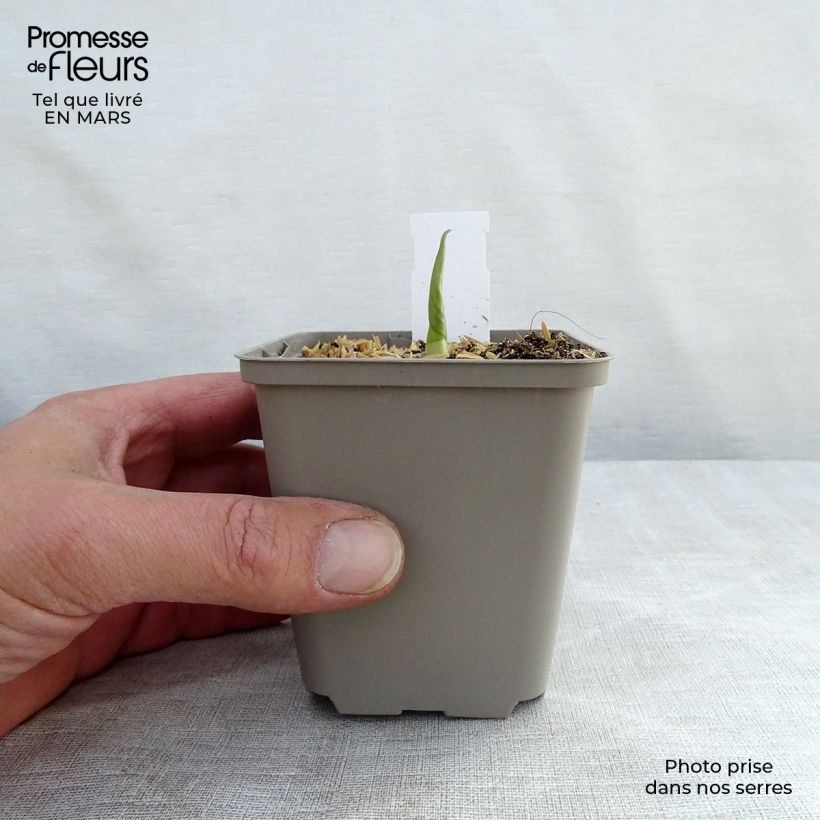 Example of Hosta Empress Wu - Hartlelie Kweekpotje van 8/9 cm as you get in hiver