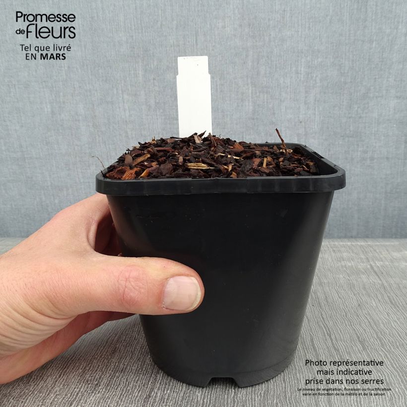 Example of Hosta Empress Wu - Hartlelie Pot van 1,5 l/2 l as you get in hiver