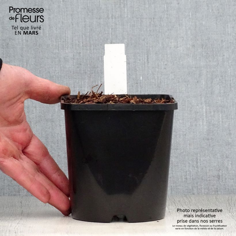 Exemplaar van Hosta Empress Wu - Hartlelie Pot van 1,5 l/2 l zoals geleverd in de lente