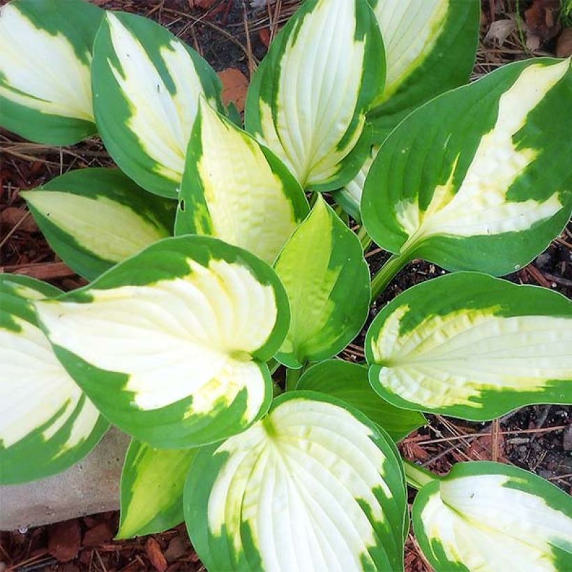 Hosta Eskimo Pie - Hartlelie (Blad)