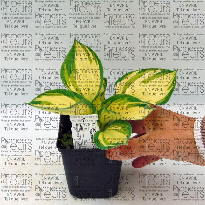 Voorbeeld van een exemplaar van Hosta Eskimo Pie - Hartlelie Kweekpotje van 8/9 cm zoals geleverd