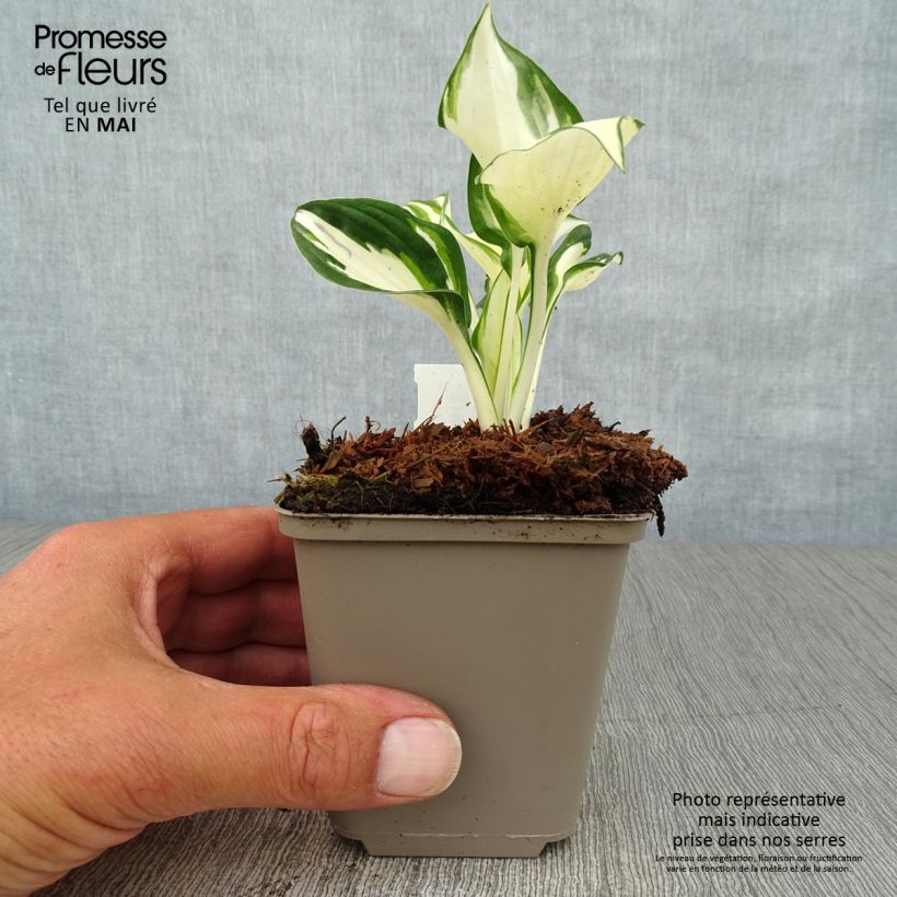 Exemplaar van Hosta Fire and Ice - Hartlelie Kweekpotje van 8/9 cm zoals geleverd in de lente