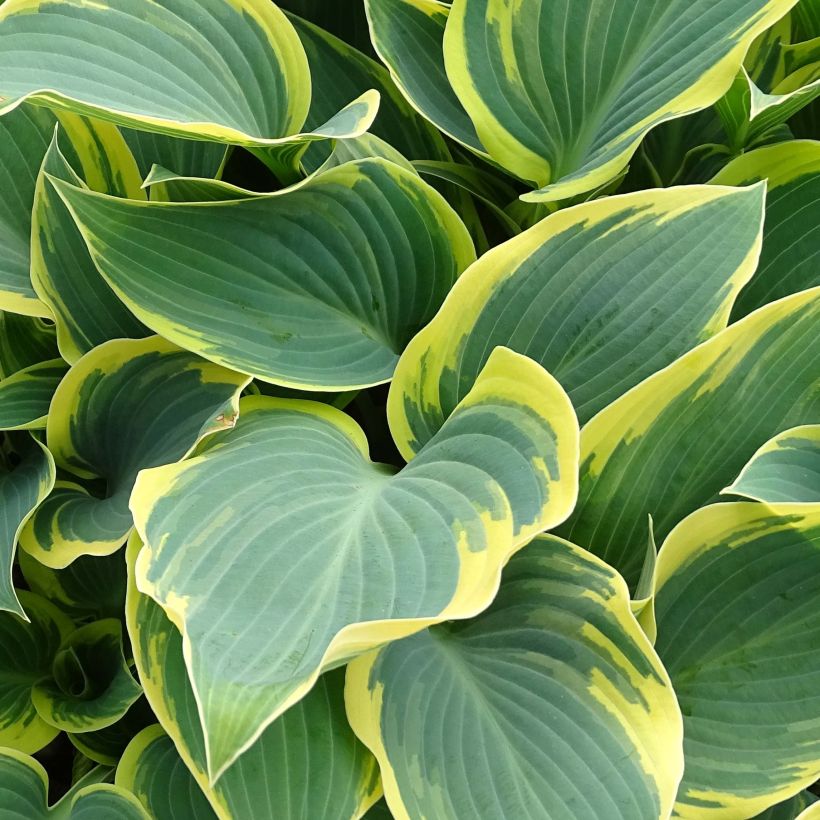 Hosta First Frost - Hartlelie (Foliage)